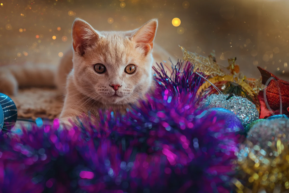 Profitez pleinement de vos séries favorites pendant les vacances de Noël !